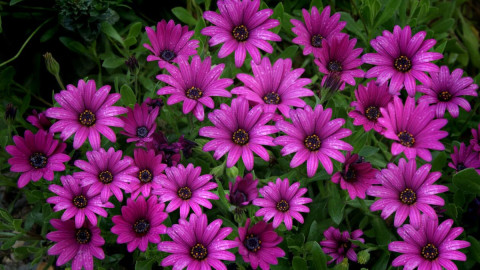 Цветы остеоспермума