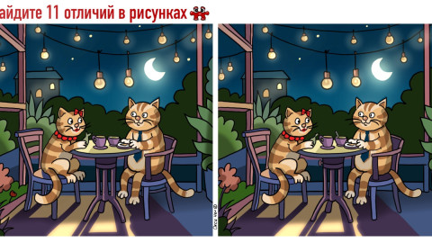 Кот и кошка отдыхают в кафе