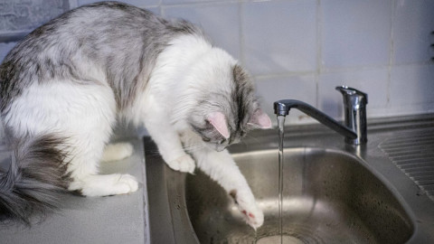 Кошка трогает лапой воду