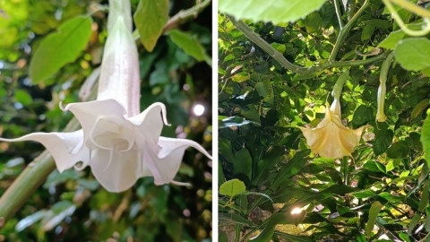 красивый белый и оранжевый цветок