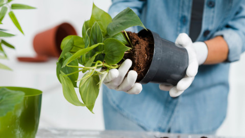 Женщина держит горшок с растением