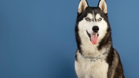 Собака высунула язык