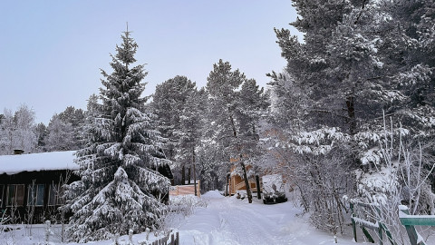 иней на хвойных деревьях