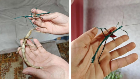 мадагаскарский палочник на руке человека