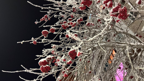 изморозь на ягодах рябины