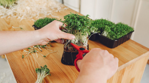 Женщина обрезает растение ножницами