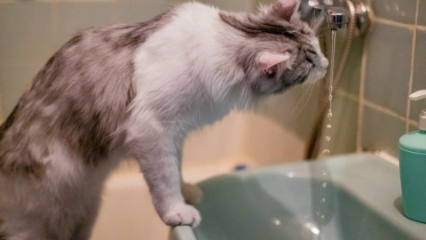 Кошка пьет воду из под крана