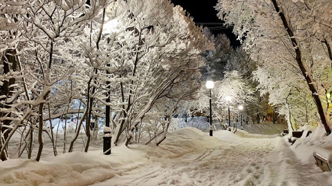деревья засыпаны снегом