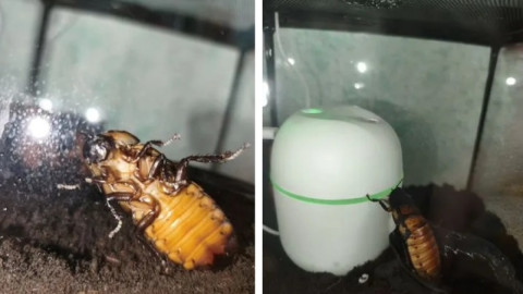 таракан лежит кверху пузиком