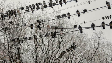 птицы сидят на проводах