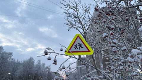 знак пешеходный переход среди деревьев