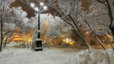 иней на зимних деревьях