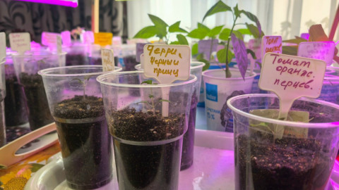 Рассада в стаканчиках в грунте и с надписями