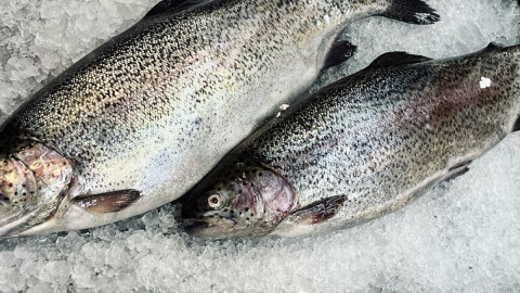 свежевыловленная красная рыба