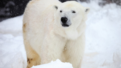 белый медведь стоит на снегу