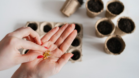 руки держат семена