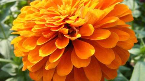 Цветущее растение