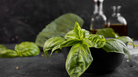 Базилик в тарелке на столе