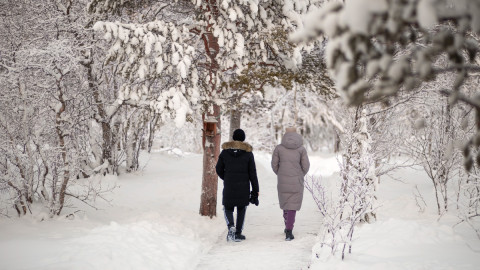 Зимний лес и прогулка