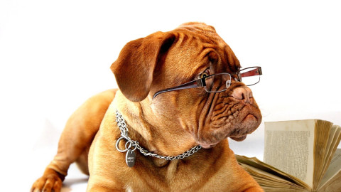 Собака в очках и книга на фоне