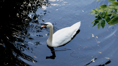 Лебедь плавает в пруду