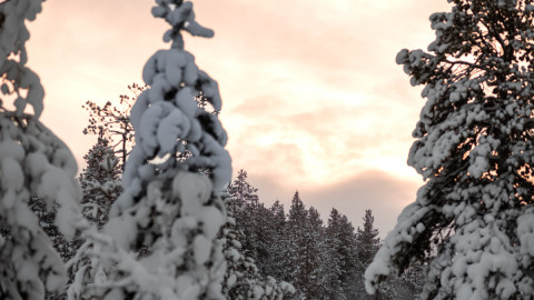 заснеженный лес