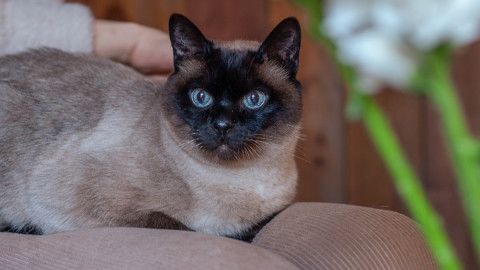 кот сидит на коленях