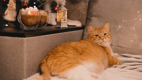 толстый рыжий кот на диване