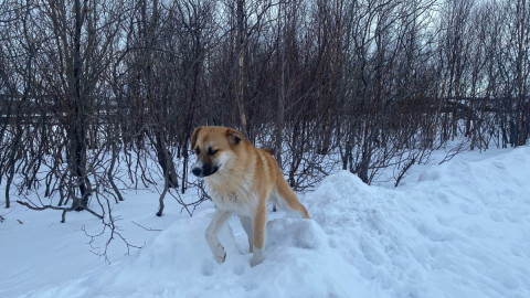 Собака на снегу в тапочках