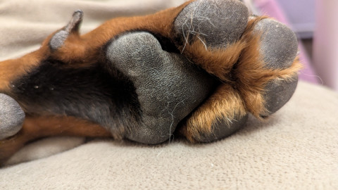 Собачья лапа