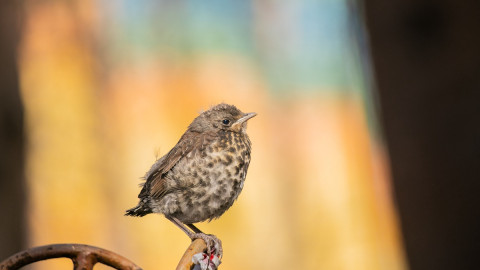 птица греется на солнце