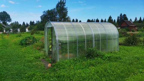 Теплица на даче