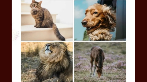 кошка, собака, лев, лошадь