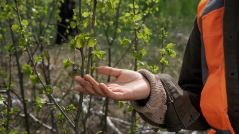 рука трогает ветки