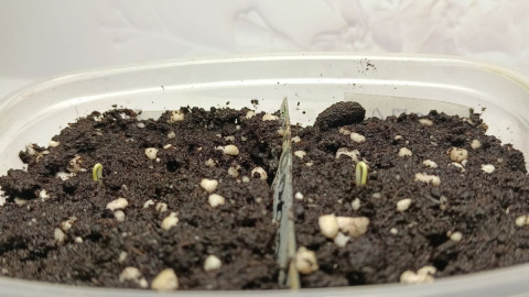 Обеззараженная земля для рассады