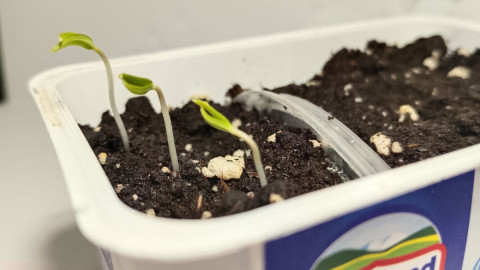 Рассада в контейнере