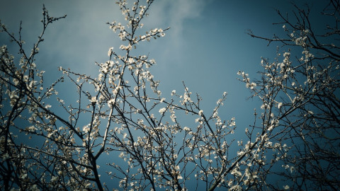 Ветки растения