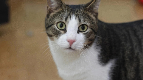 Общительный кот Сампо Лопарский в приюте