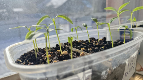 Рассада на окне