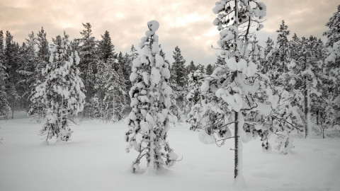 снег лежит на деревьях