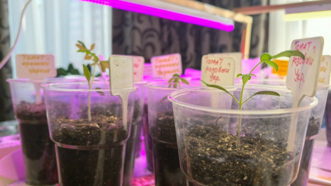 Рассада томатов в стаканчиках