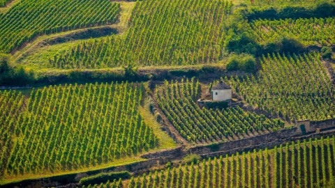 виноградники