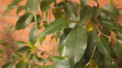 Комнатное растение