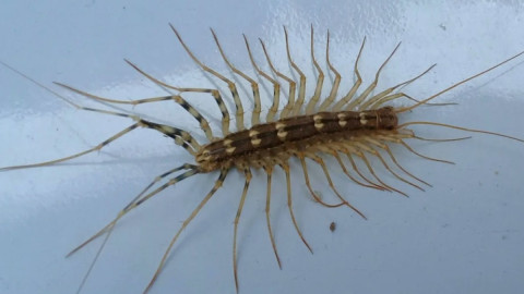 Мухоловка выглядит устрашающе