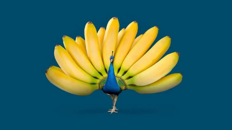 павлин с банановым хвостом