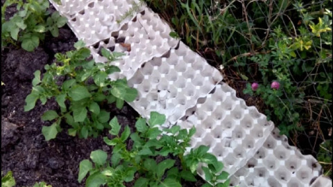 яичные лотки на грядках