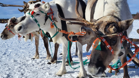 Олени в Мурманске