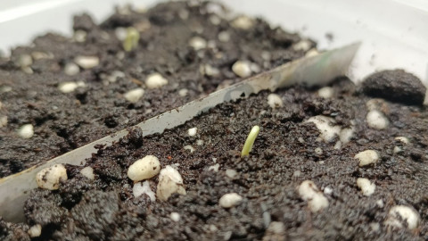 Рассада и семена