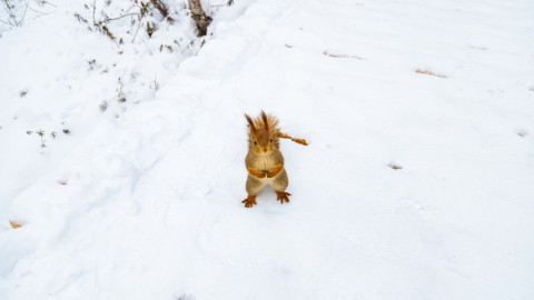 Белка на Снежинке