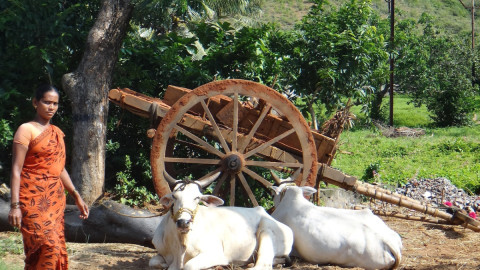 Коровы отдыхают под деревом